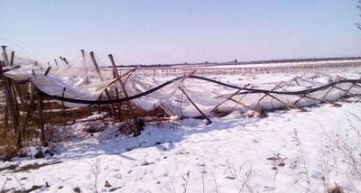 Immagine: foto_Vigneti_Neve317